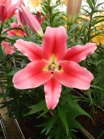 [4138 Amarossi No02.JPG]